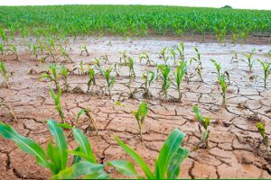 Erosão e perda de solo: O desafio da sustentabilidade no Cerrado brasileiro
