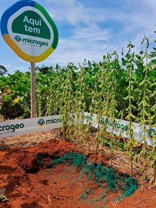 Clima desafiador no Cerrado: Como o manejo adequado pode mitigar os impactos na soja