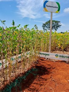 Clima desafiador no Cerrado: Como o manejo adequado pode mitigar os impactos na soja