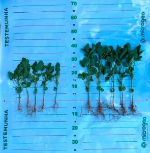 Clima desafiador no Cerrado: Como o manejo adequado pode mitigar os impactos na soja