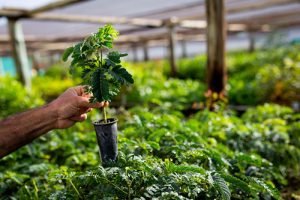 Projeto que visa aumentar a plantação de árvores nativas nos cafezais do Cerrado Mineiro está colaborando com a redução da emissão de CO²
