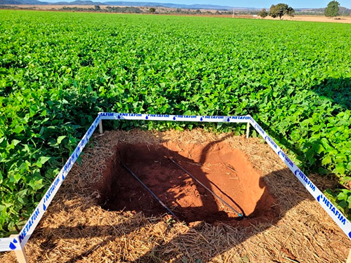 Mesmo com 39% menos áreas plantadas, produtores de feijão no Brasil aumentam produção em 30%