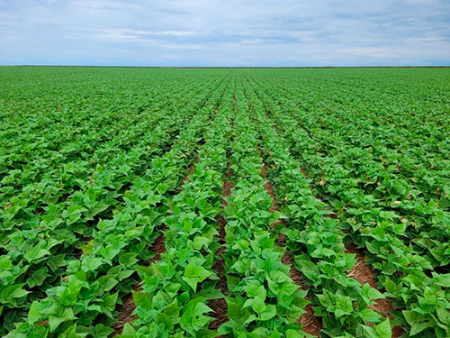 Mesmo com 39% menos áreas plantadas, produtores de feijão no Brasil aumentam produção em 30%