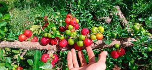 Em Pérola, noroeste do Paraná, produtores de acerola se organizam para obter selo de Indicação Geográfica