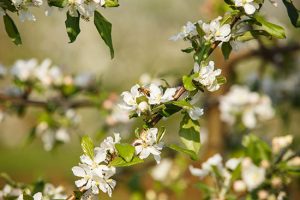 RASIP investe na locação de 300 milhões de abelhas para polinização dos pomares