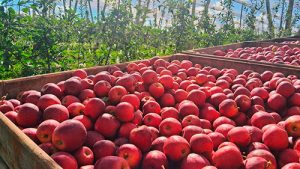Pioneira na exportação de maçãs é considerada carbono neutro