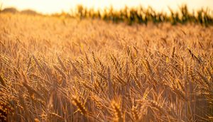 Safra de trigo paulista será conhecida em última reunião da Câmara Setorial de SP