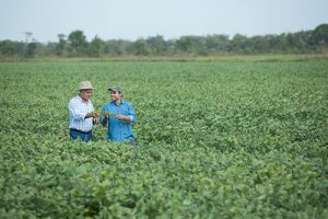 Plantas daninhas de folhas largas podem reduzir a produção de grãos de soja em até 90%