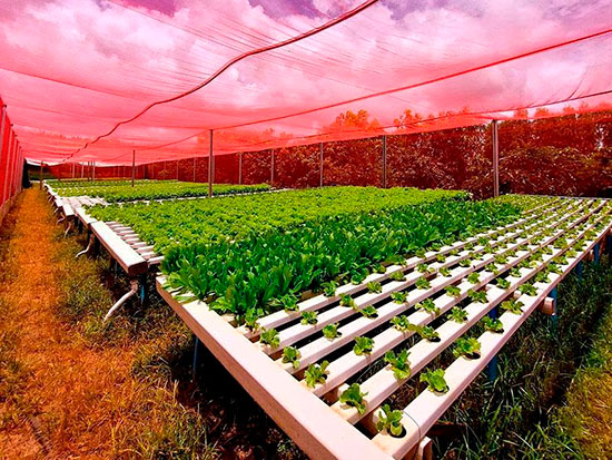 Secretaria de Agricultura de SP incentiva compra da agricultura familiar para alimentação escolar