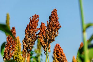 Sempre AgTech lança híbrido de sorgo com ciclo superprecoce e tolerante a estresse hídrico