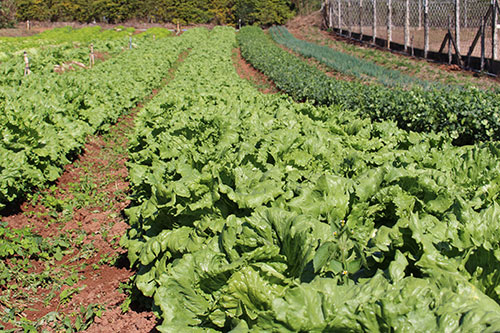 Fertilizantes orgânicos podem contribuir para o aumento da segurança alimentar