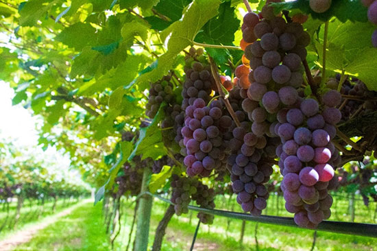 Fertilizantes orgânicos podem contribuir para o aumento da segurança alimentar