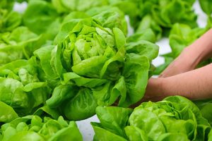 Como a nanotecnologia é usada no Agronegócio?