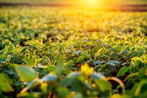 Bioestimulação de plantas: alternativa promissora para os desafios climáticos na safra 24/25