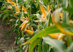 Bayer lança híbridos de milho com maior segurança agronômica e potencial produtivo para a Safrinha 2025