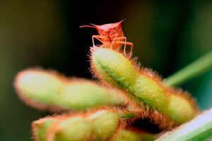 Mais de 80% dos produtores estão preocupados com a infestação de percevejos na soja e milho