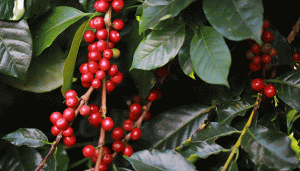 Inseticidas MAXSAN e TERMINUS complementam portfólio da IHARA para cultivo de café