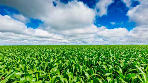Syngenta Seeds doa 13 mil sacos de híbridos de milho para apoiar a agricultura do Rio Grande do Sul