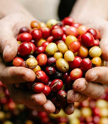 Controle da broca do café deve ser intensificado na primavera