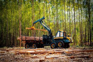 Ponsse realiza demonstração do PONSSE Mammoth em florestas brasileiras