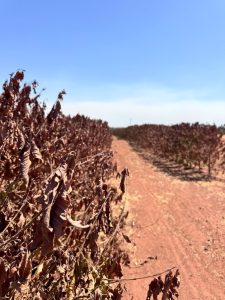Falta de chuvas compromete produção de café na Alta Mogiana