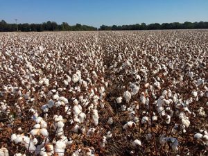 No Dia Mundial do Algodão, estudos mostram que o uso do nitrato de cálcio aumenta a produtividade da cultura