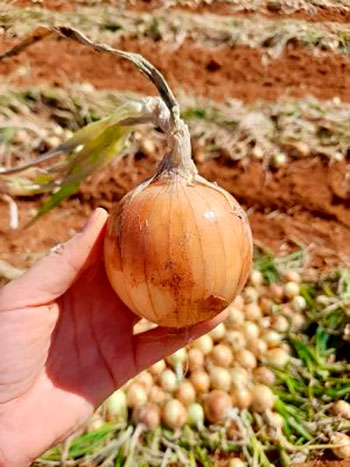 Expansão na produção de cebolas no Brasil reforça a importância de cultivares híbridas adaptadas Expansão na produção de cebolas no Brasil reforça a importância de cultivares híbridas adaptadas