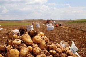 Ascenza apresenta soluções para agricultores de diferentes portes no Dia de Campo da Batata em Guarapuava