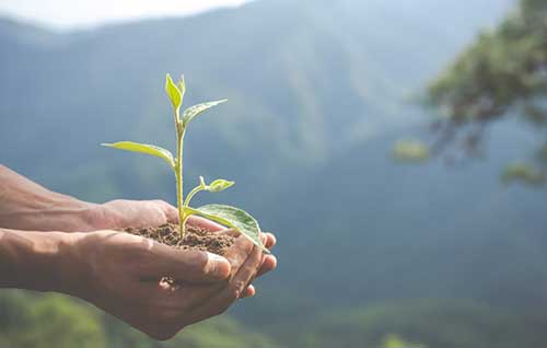 CEBIS cria projeto para impulsionar economia verde e inclusão social no Pará