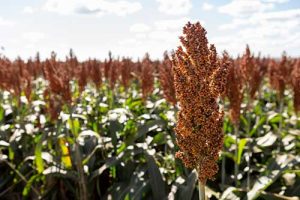 Safra de sorgo 2024/25 começa a ser plantada em todo país; grão está presente na alimentação humana e animal e no biocombustível