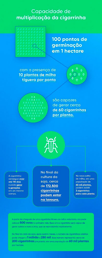 Controle do milho tiguera colabora com a produtividade das culturas e minimiza o surgimento do complexo dos enfezamentos