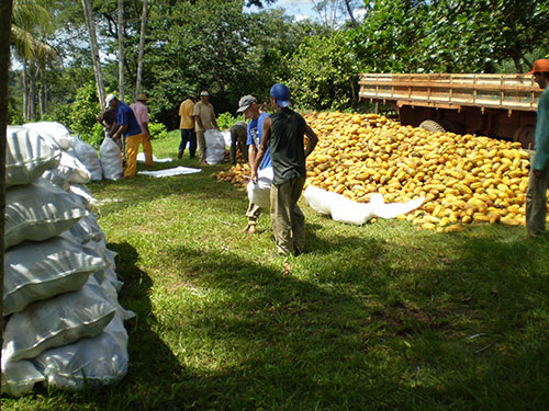 Pará lidera expansão da cacauicultura com distribuição gratuita de sementes híbridas