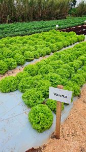 Cocriagro é contemplado em programa estadual de apoio a ambientes de inovação e investe parte da verba na criação de uma smart farm em olericultura