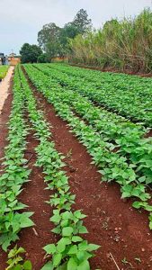 Cocriagro é contemplado em programa estadual de apoio a ambientes de inovação e investe parte da verba na criação de uma smart farm em olericultura