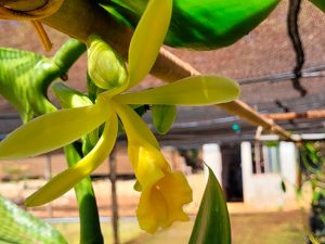 Baunilhas da Embrapa Cerrados têm sua primeira floração