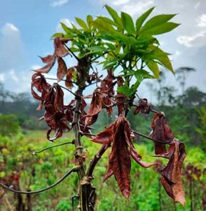 Ministério da Agricultura e Pecuária promove Reunião Técnica sobre vassoura-de-bruxa da mandioca na Embrapa Amapá