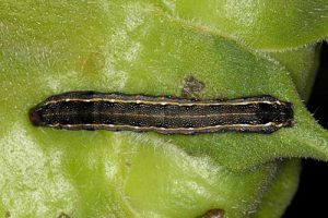 Monitoramento digital prevê alta na infestação de Spodoptera e bicudo do algodão