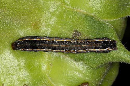 Monitoramento digital prevê alta na infestação de Spodoptera e bicudo do algodão