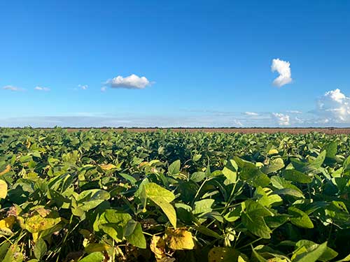 Estudo econômico identifica mudanças necessárias do uso da terra no cultivo de soja no Matopiba