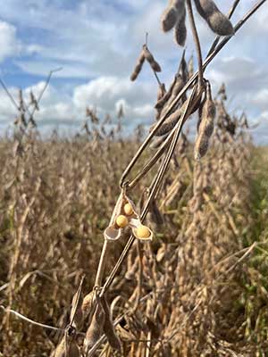Estudo econômico identifica mudanças necessárias do uso da terra no cultivo de soja no Matopiba