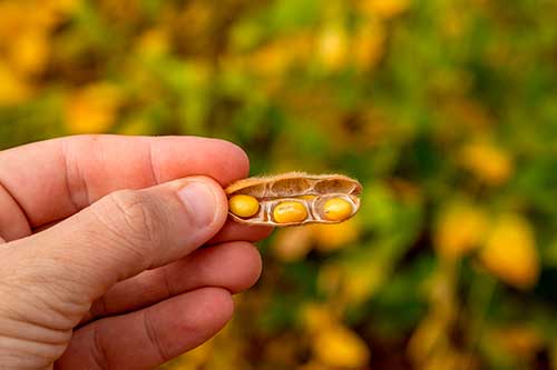 Estudo econômico identifica mudanças necessárias do uso da terra no cultivo de soja no Matopiba