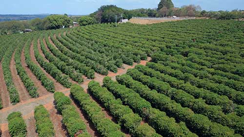 Com projeção de quebra de safra e déficit hídrico histórico, irrigação é a estratégia para boas produções de café arábica em 2025