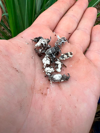 Bicudo-da-cana desafia o setor sucroenergético e pode comprometer até 30 toneladas por hectare