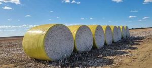 Produtor tem nova opção para armazenar algodão no campo