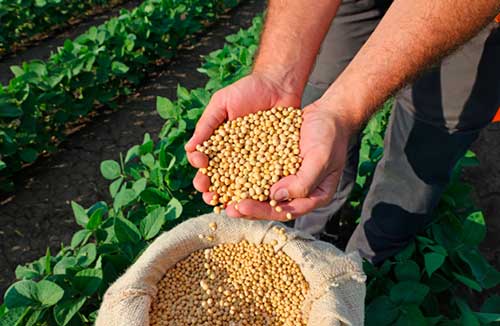 Falta de manejo adequado contra doenças na soja pode ameaçar produção 