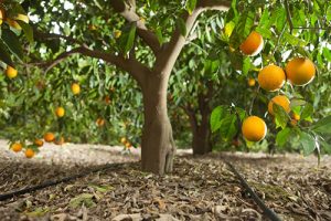 Irrigação em dia: o segredo para proteger sua renda e manter seu pomar competitivo