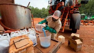 Consórcio de culturas eleva sustentabilidade e produtividade no campo