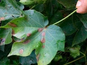 Plantio de soja pode ser estratégia para driblar a incidência de mancha-alvo na cultura do algodão