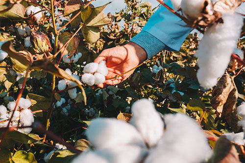  Aumento da demanda por algodão exige escolha correta de cultivares e estratégias de manejo adequado para cada região