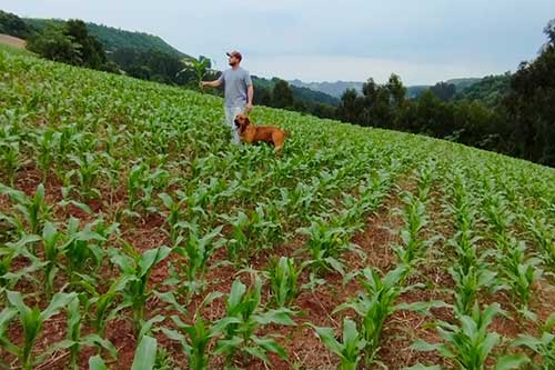 Desenvolvimento da raiz impacta diretamente na produtividade do milho